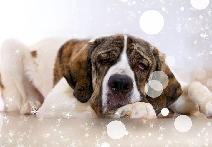 mon chien a la diarrhee