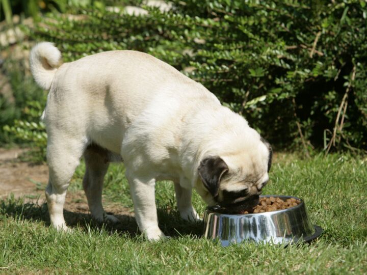 mon chien a toujours faim