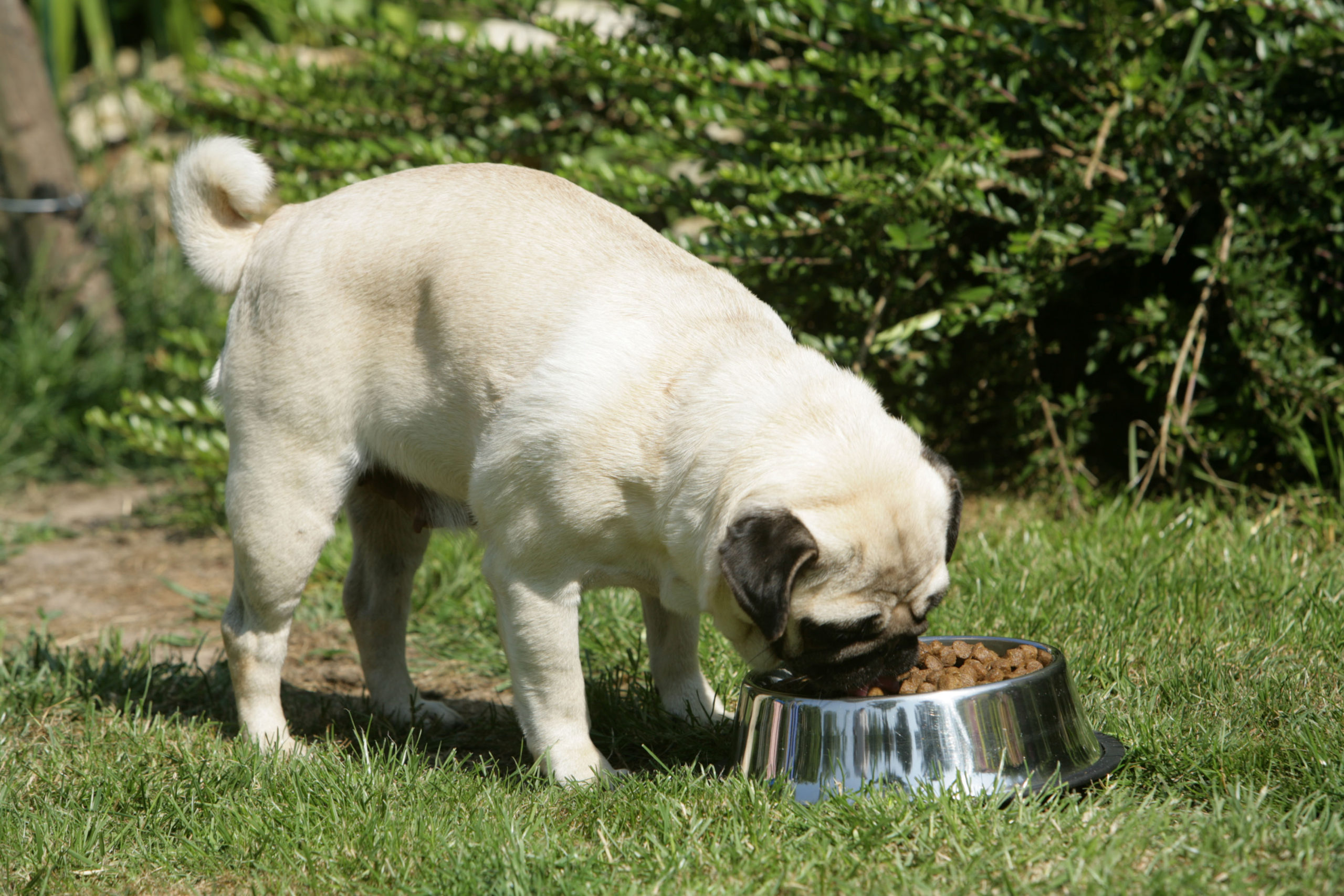 mon chien a toujours faim