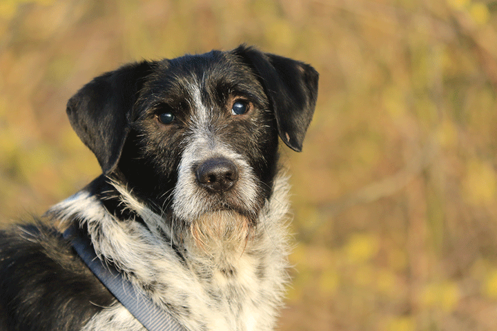 mon chien devient aveugle
