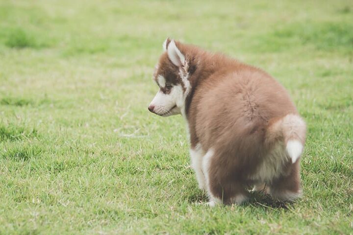 mon chien est constipe