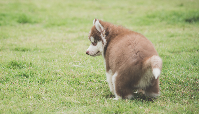 mon chien est constipe