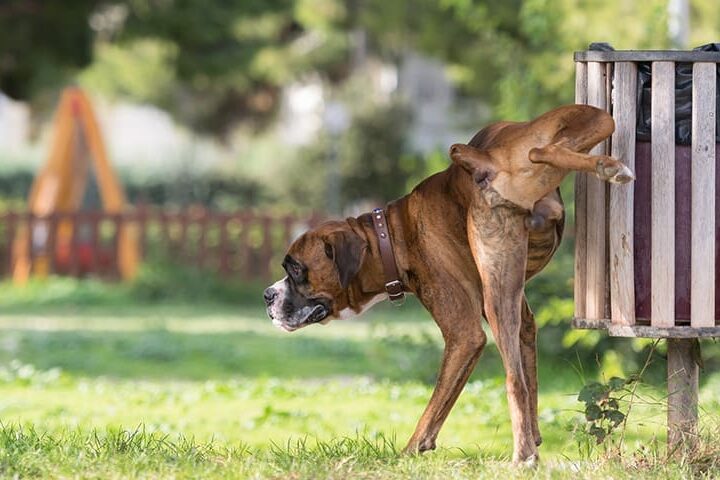 mon chien fait pipi partout