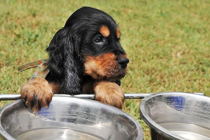 mon chien ne boit pas