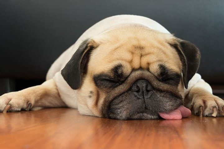mon chien ronfle sante