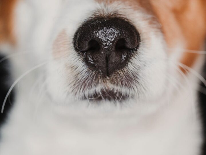mon chien saigne du nez que faire