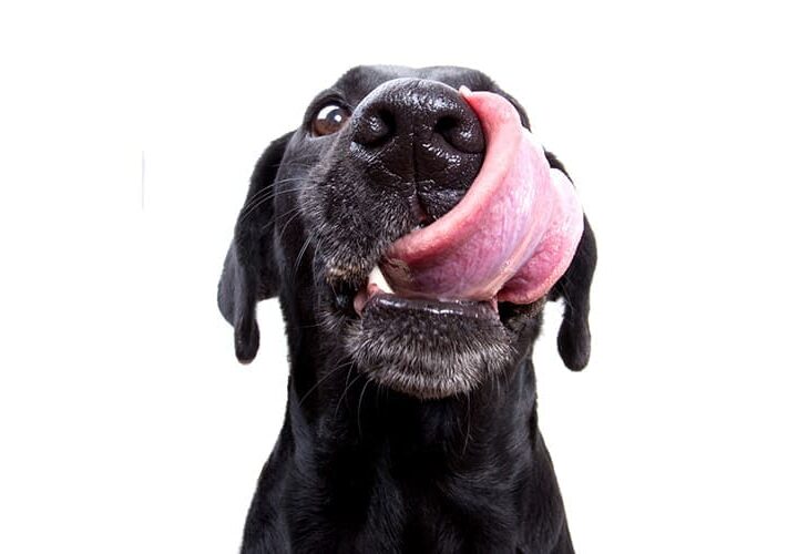 mon chien se leche les pattes