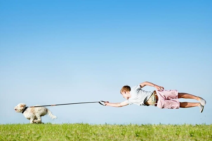mon chien tire en laisse 840x480