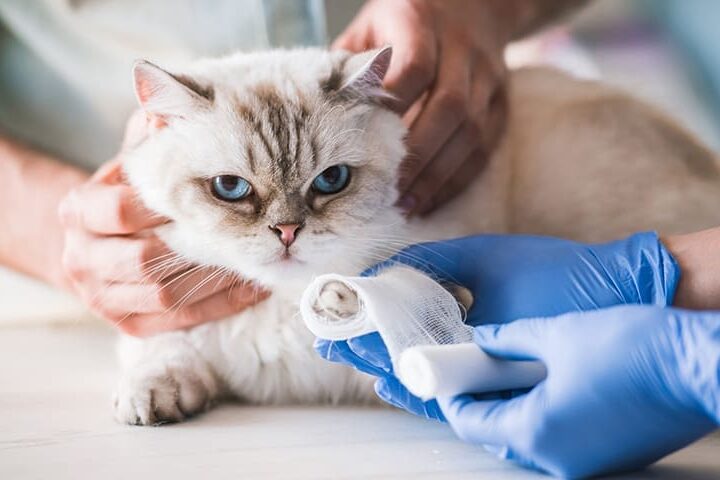 nettoyer plaie chat