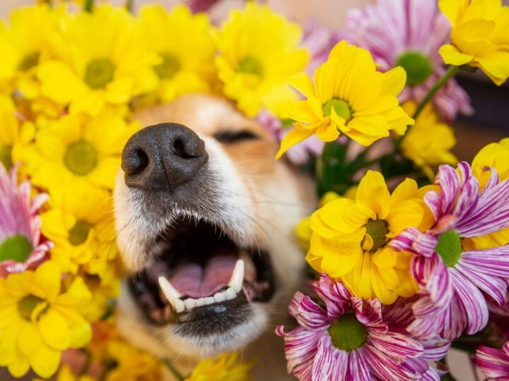nez de chien sortant des fleurs de chrysanthème jaune et rose