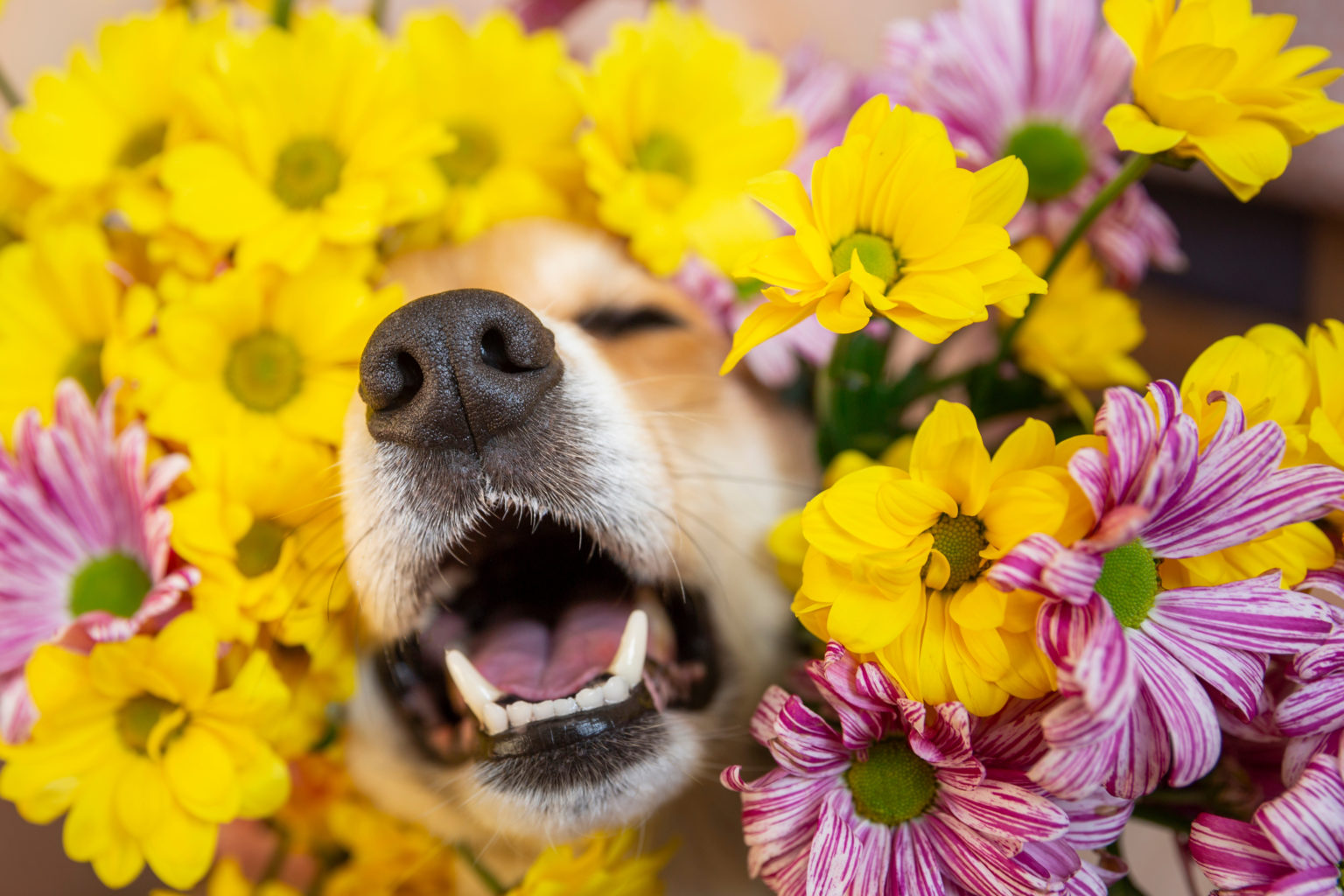 nez de chien sortant des fleurs de chrysanthème jaune et rose