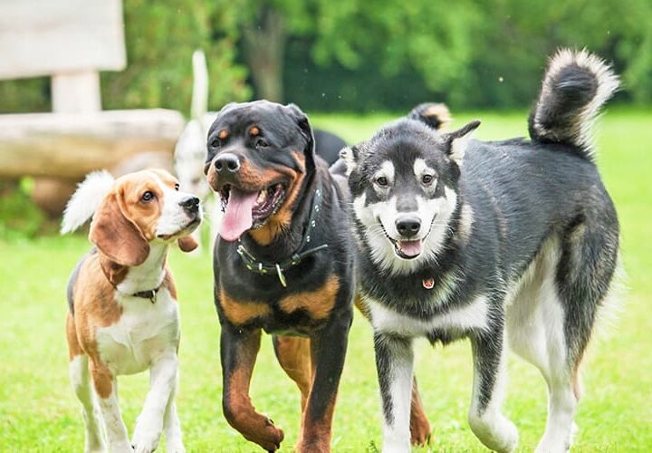 nom de chien 2020