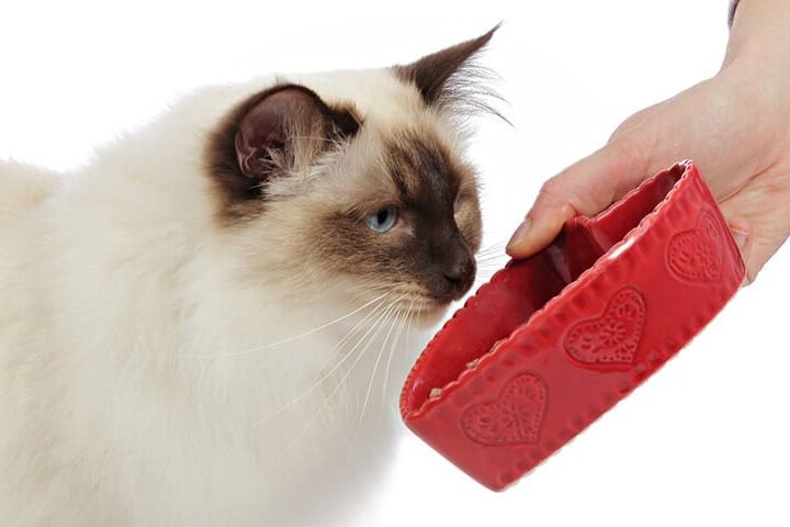 Chat assuré chez Assur O'Poil ne mange pas de croquettes
