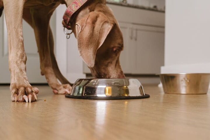 nourrir son chien sans croquettes