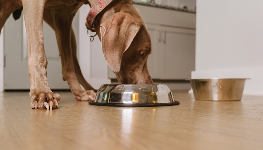 nourrir son chien sans croquettes