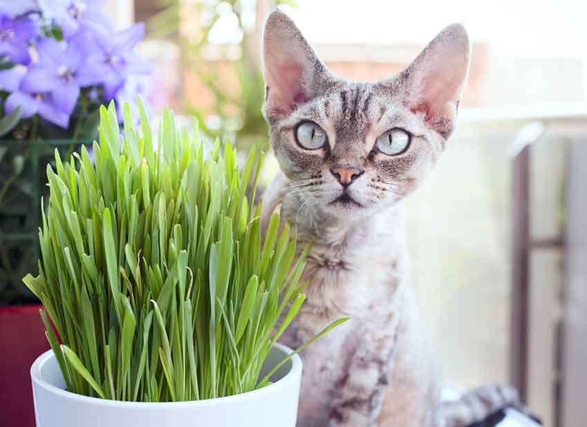 Chat derrière un pot d'herbe assuré chez Assur O'Poil