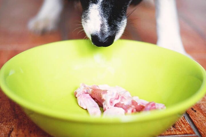 nourriture barf chien
