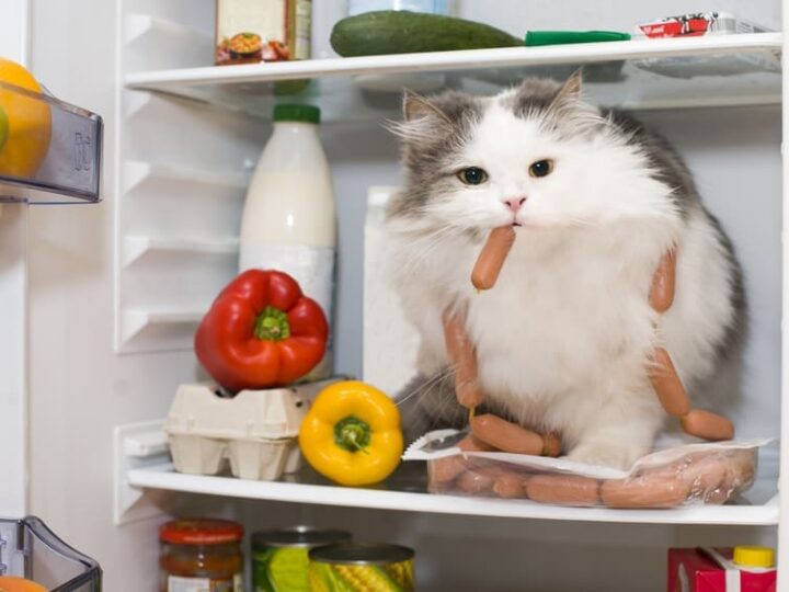 Chat assuré chez Assur O'Poil se sert dans le frigo