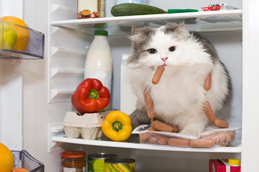 Chat assuré chez Assur O'Poil se sert dans le frigo