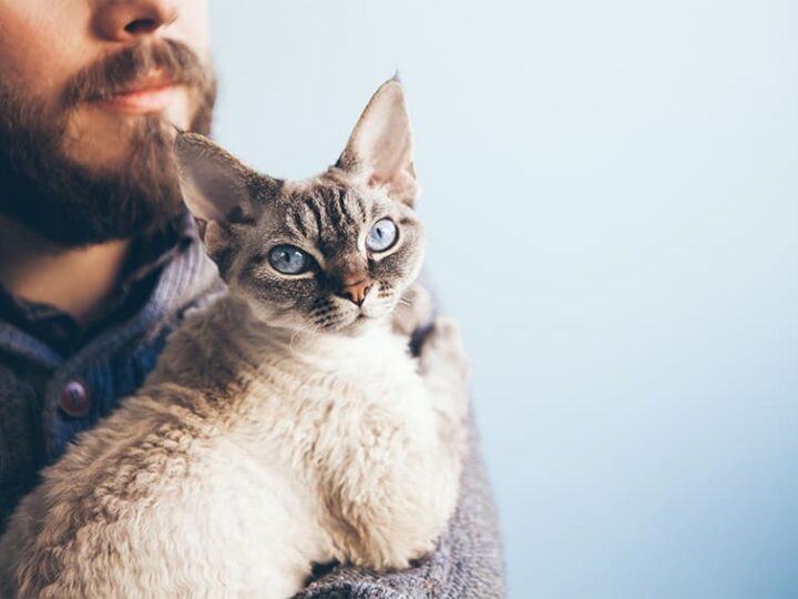 operation sterilisation et assurance animaux