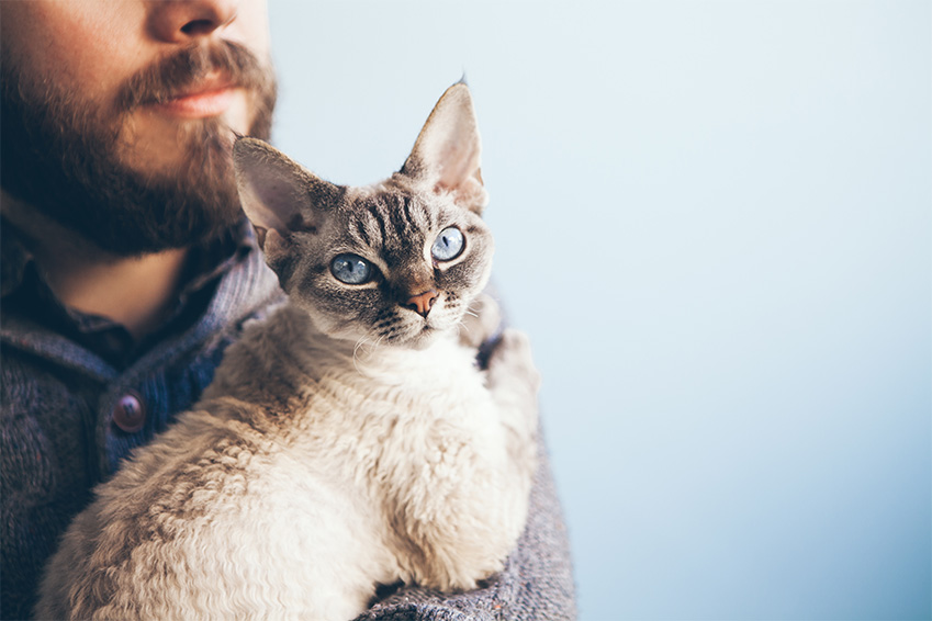 operation sterilisation et assurance animaux