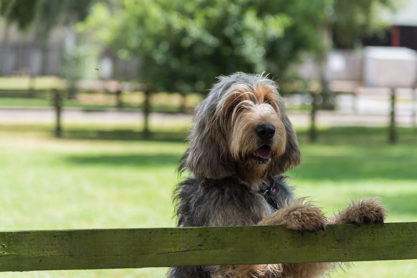 Large grey and cream coloured Otterhound standing with front feet on top of wooden fence looking towards camera