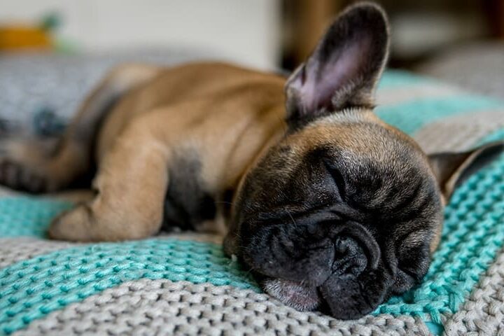 ou faire dormir son chien