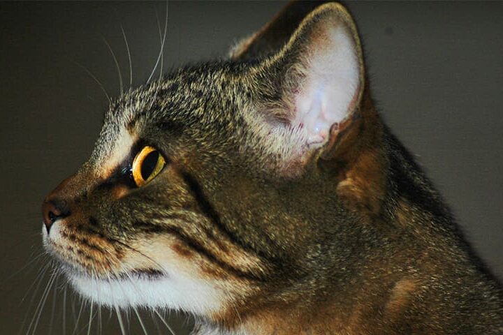 Ouie du chat : Comment fonctionne l'oreille du chat ? Quels sons perçoit il ?