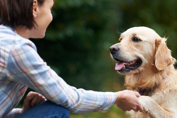 parler a son chien