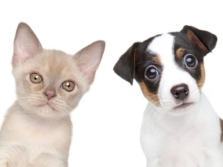 Assurance Santé animale : Les avantages du programme de parrainer un ami