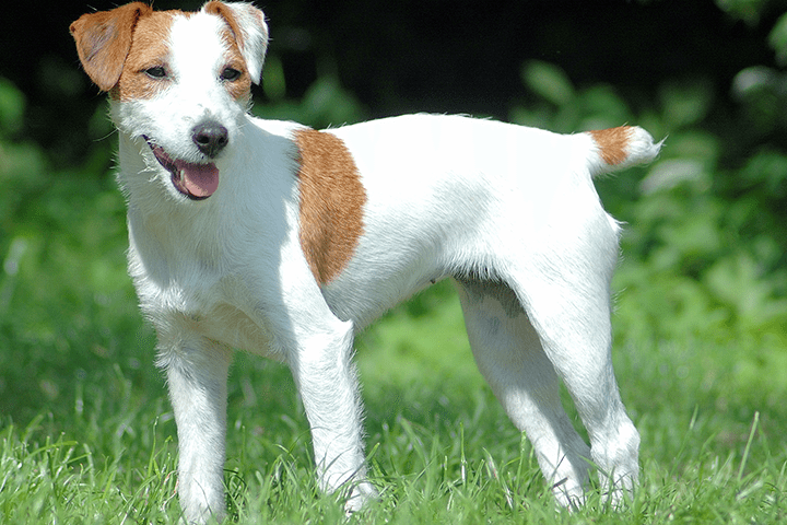 parson russell terrier races