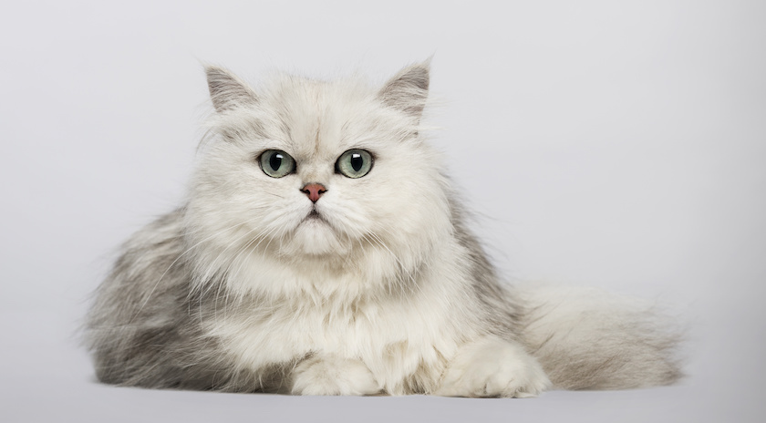 Chat de race Persan assuré chez Assur O'Poil