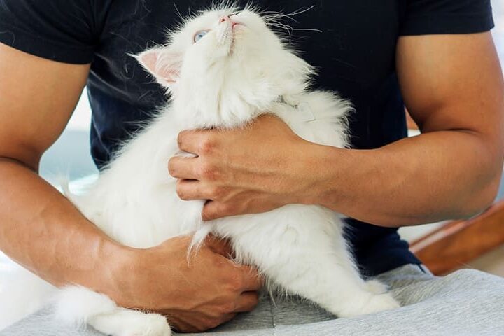 perte de poil chat