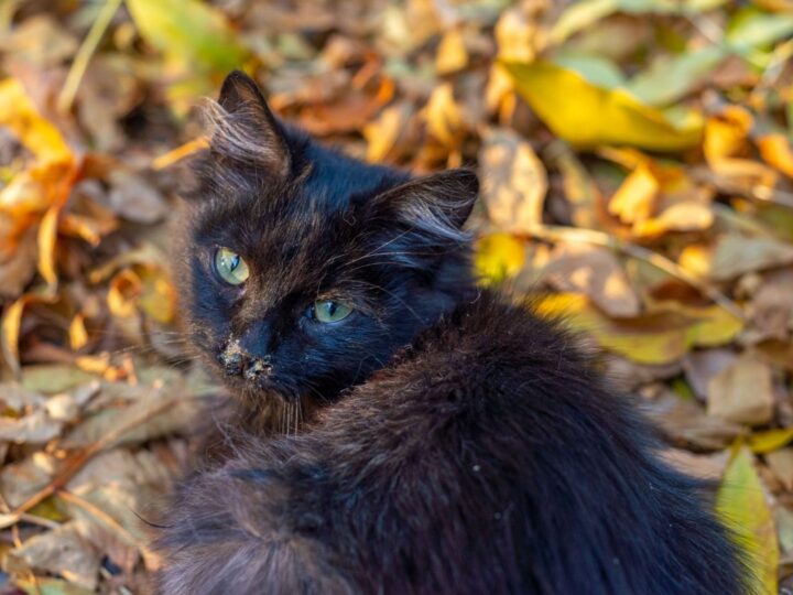 Petit chaton de rue noir malade assis sur des feuilles
