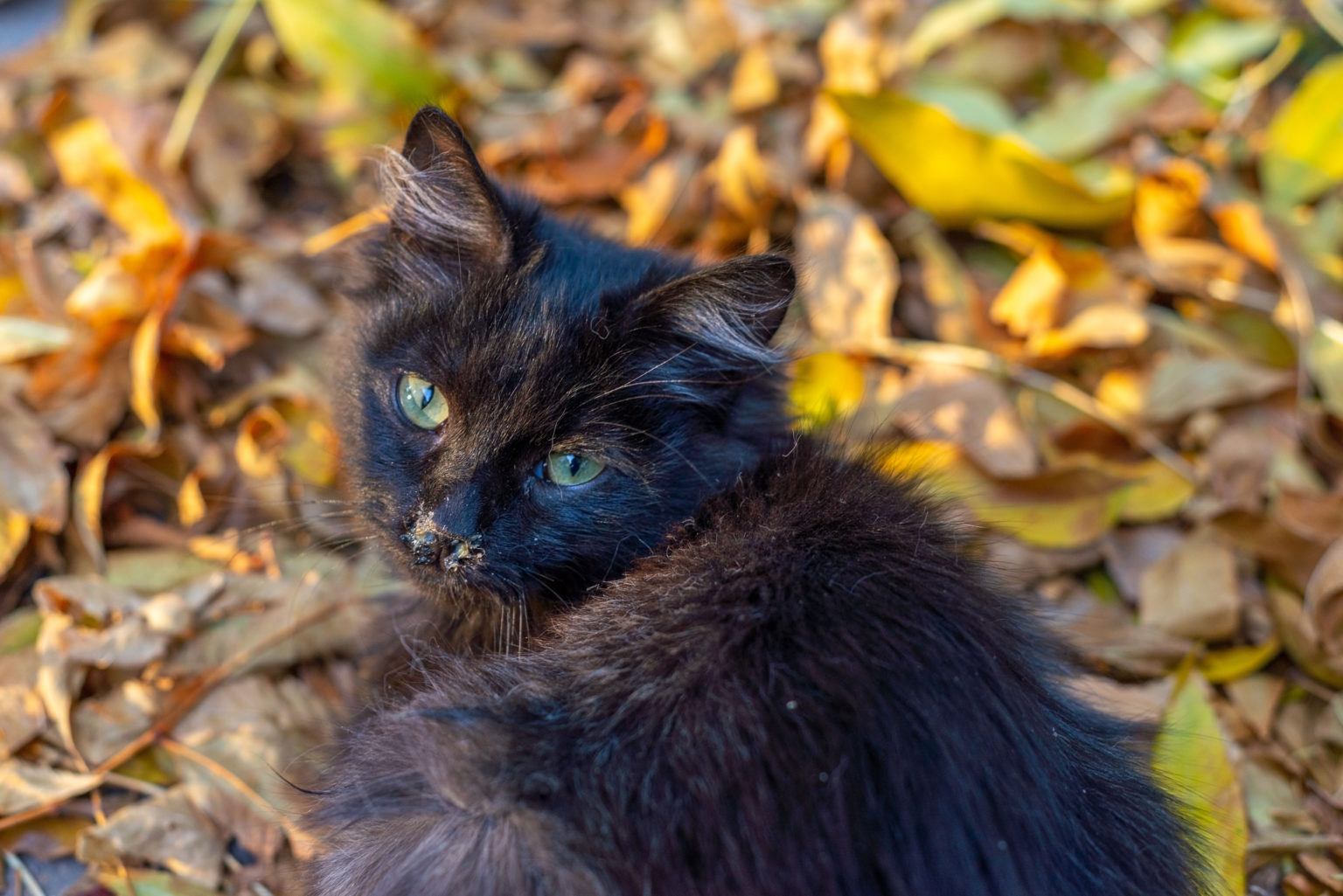 Petit chaton de rue noir malade assis sur des feuilles