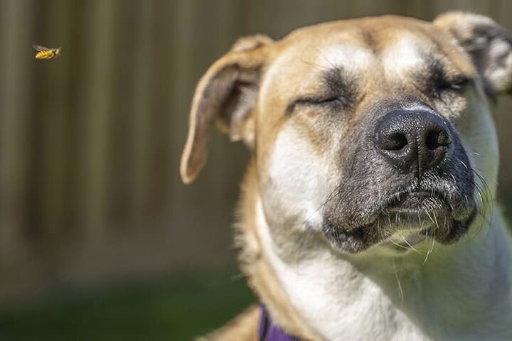 piqure de guepe chien