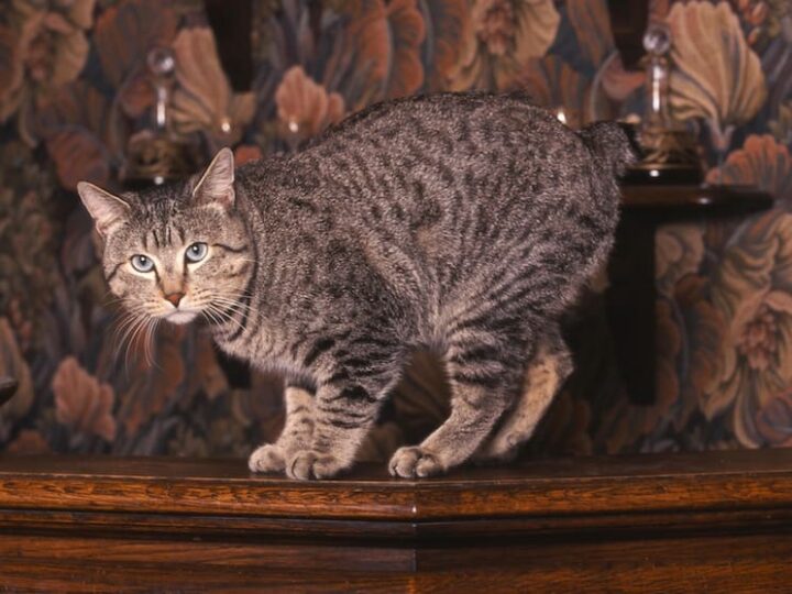Chat de race Pixie-Bob assuré chez Assur O'Poil