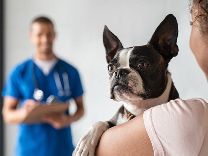 Plafond et assurance santé chien et chat, mode d’emploi