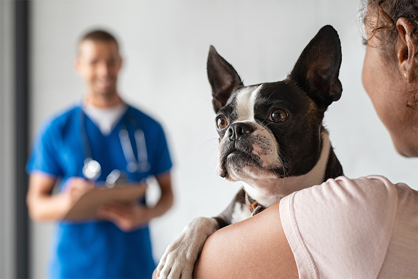 Plafond et assurance santé chien et chat, mode d’emploi