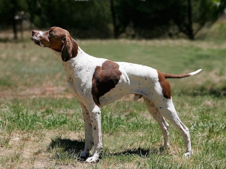 pointer anglais
