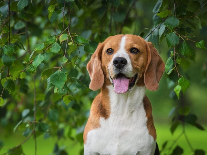 Portrait de chien beagle assis sous un arbre