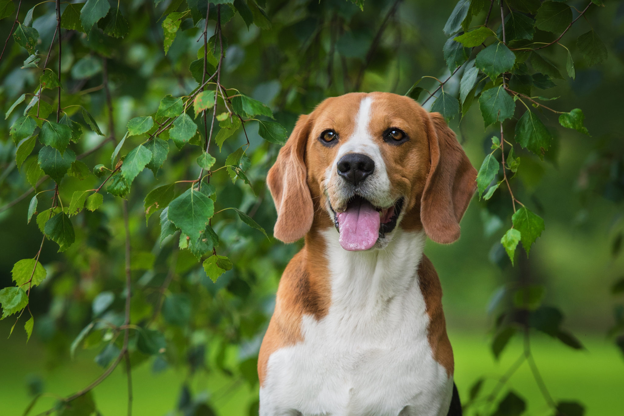 Portrait de chien beagle assis sous un arbre