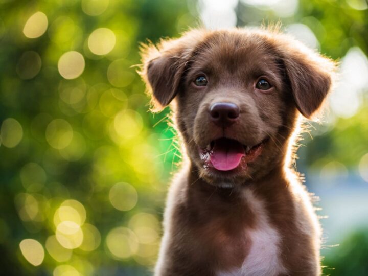 Portrait de chiot brun avec arrière plan flou