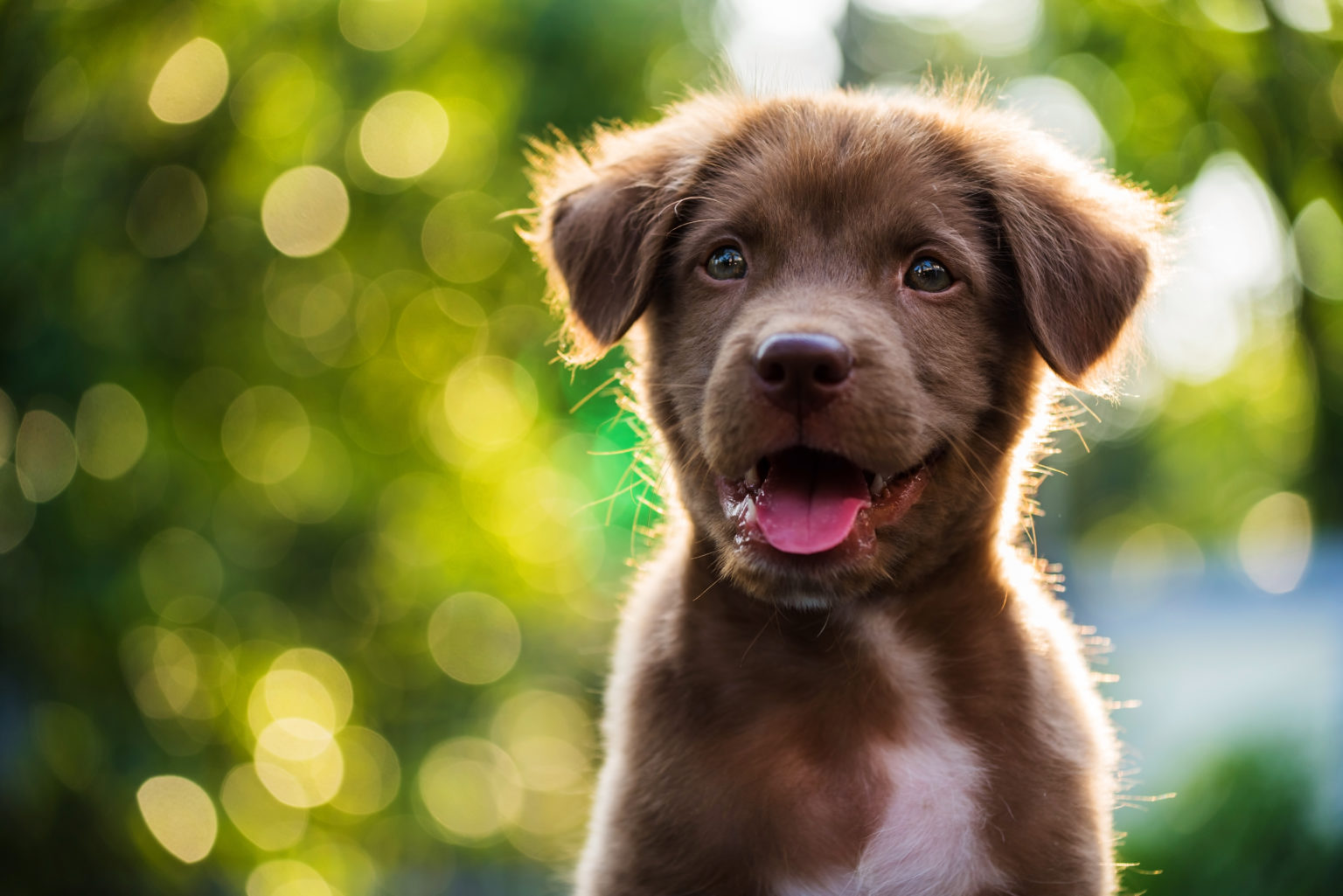 Portrait de chiot brun avec arrière plan flou