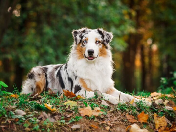 Portrait de jeune berger australien merle en automne