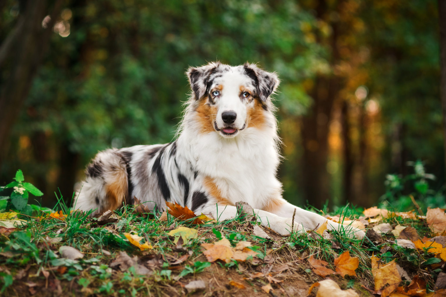 Portrait de jeune berger australien merle en automne