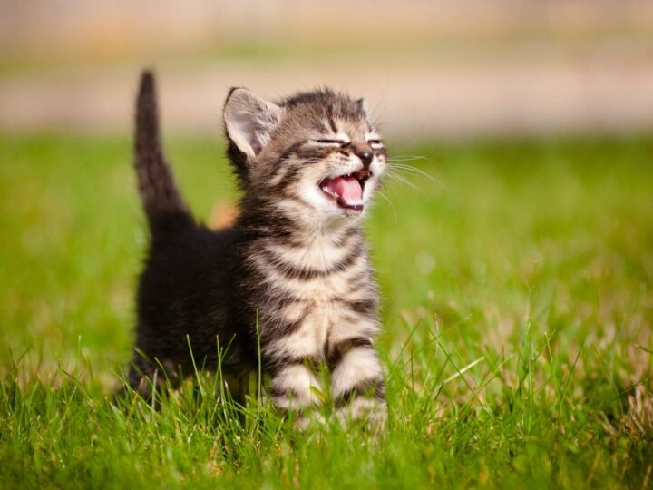 portrait d'un chaton qui miaule