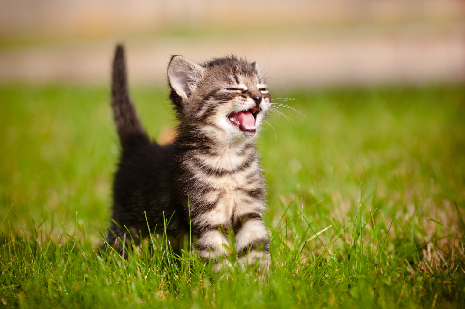 portrait d'un chaton qui miaule