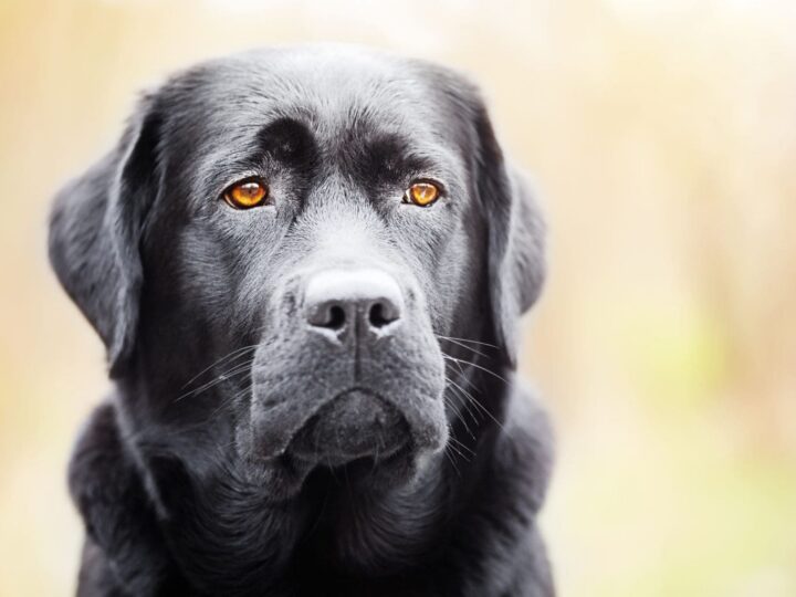 Portrait d'un labrador noir