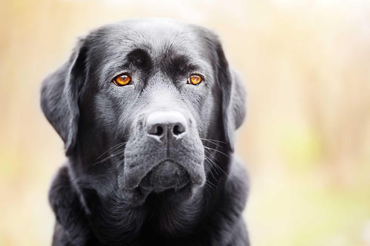 Portrait d'un labrador noir